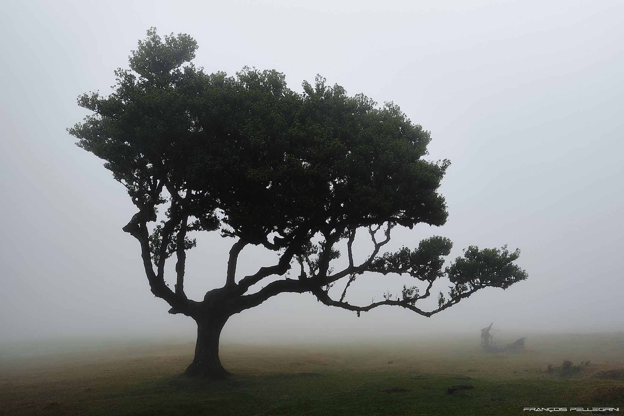 Fog Forest Fanal, Madeira, Portugal