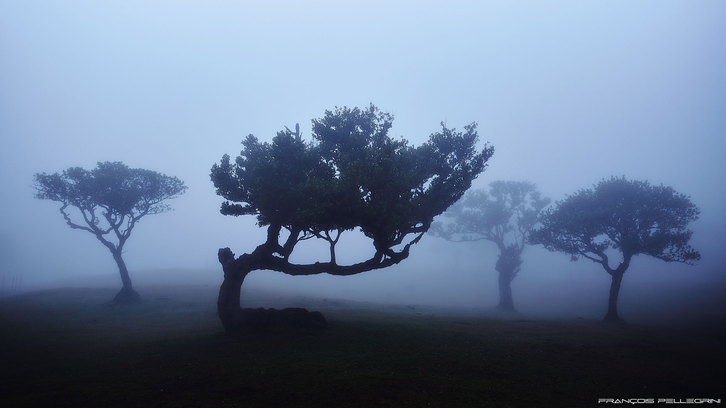 Fog Forest Fanal, Madeira, Portugal