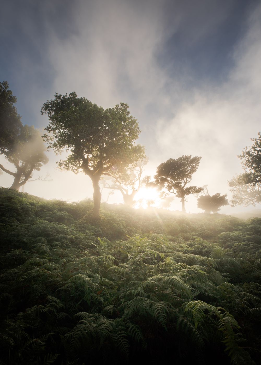 Fog Forest Fanal, Madeira, Portugal