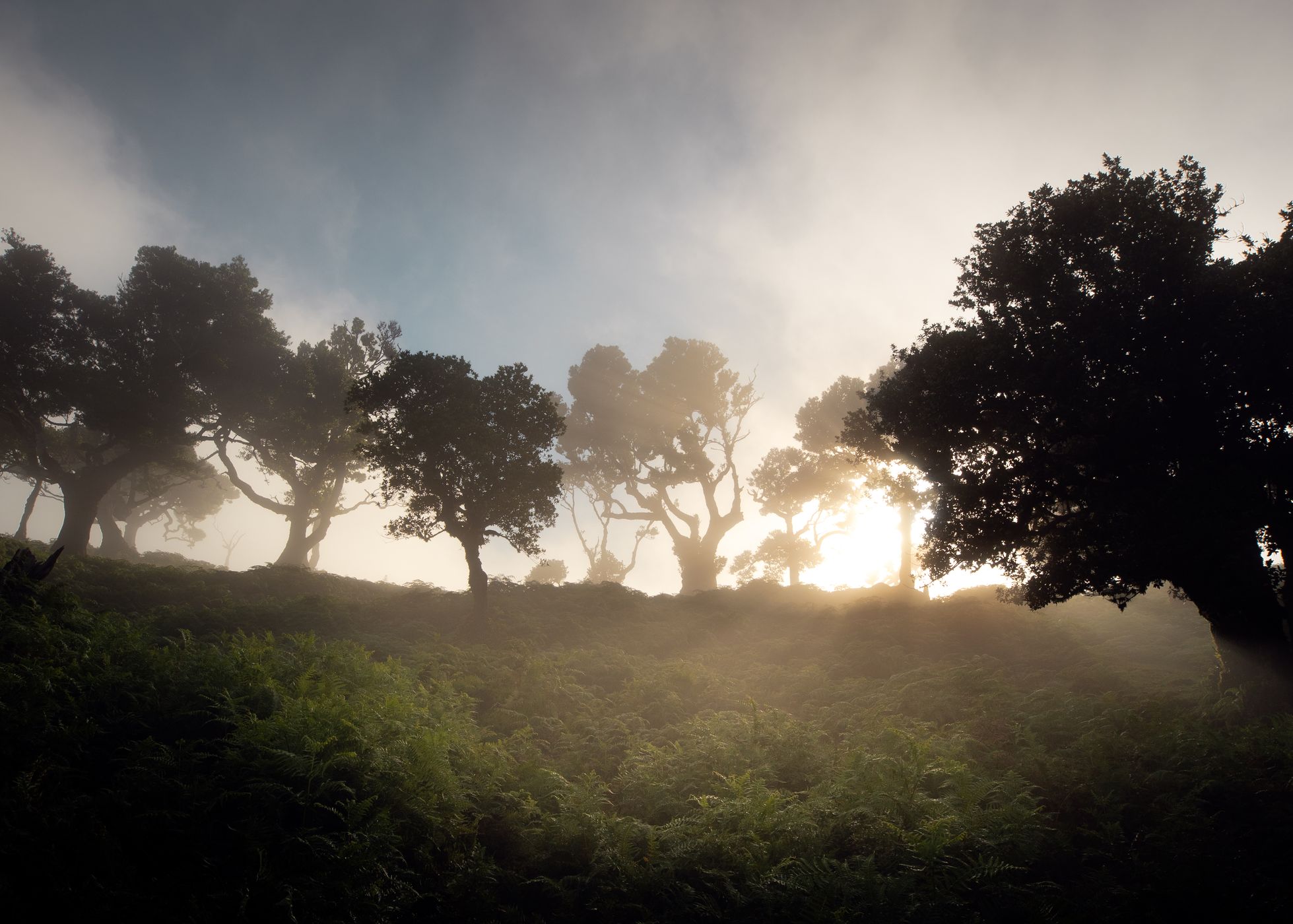 Fog Forest Fanal, Madeira, Portugal