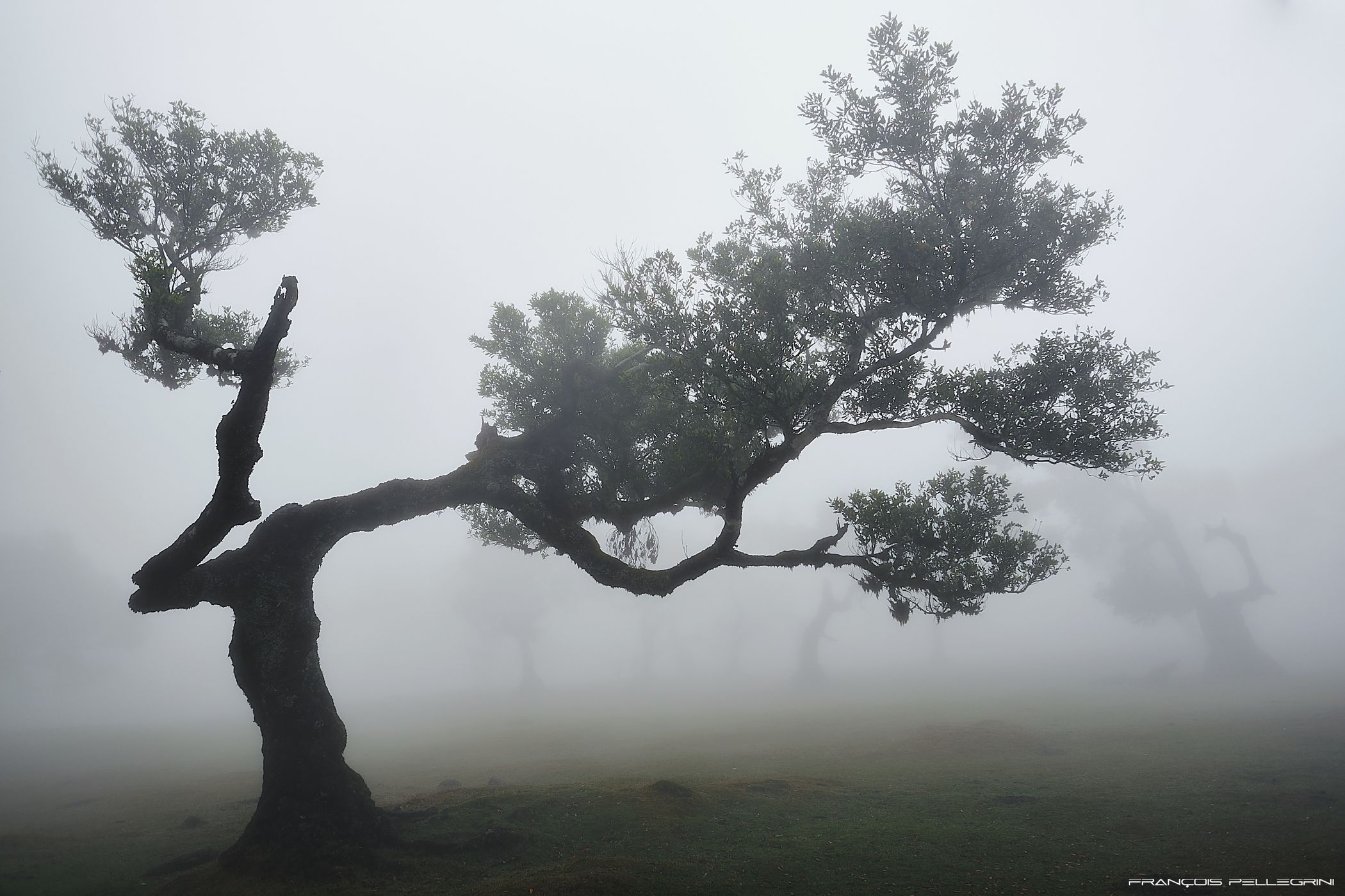Fog Forest Fanal, Madeira, Portugal