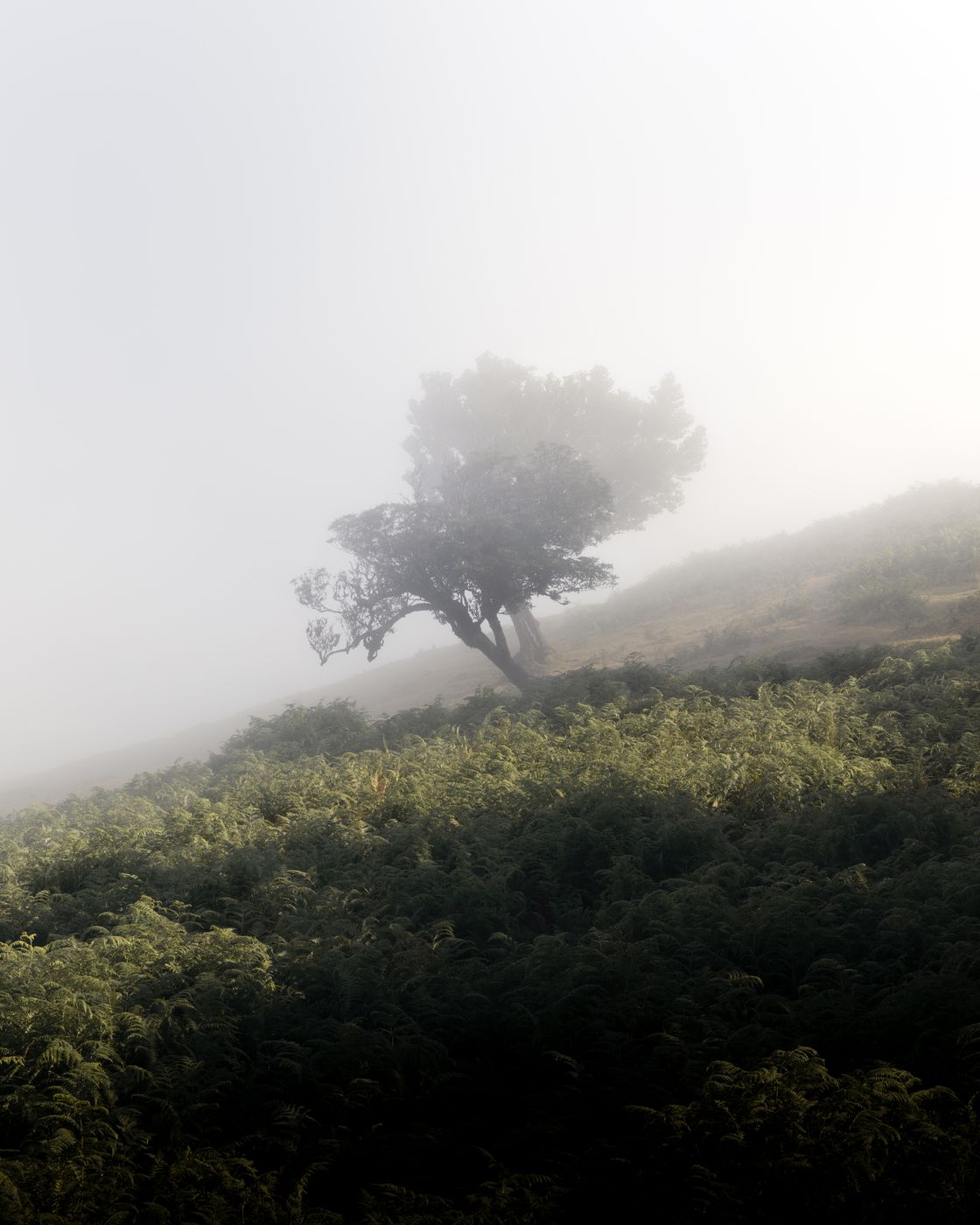 Fog Forest Fanal, Madeira, Portugal
