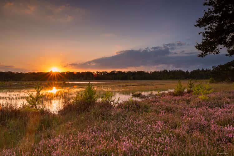 heather and rustic pond at sunset