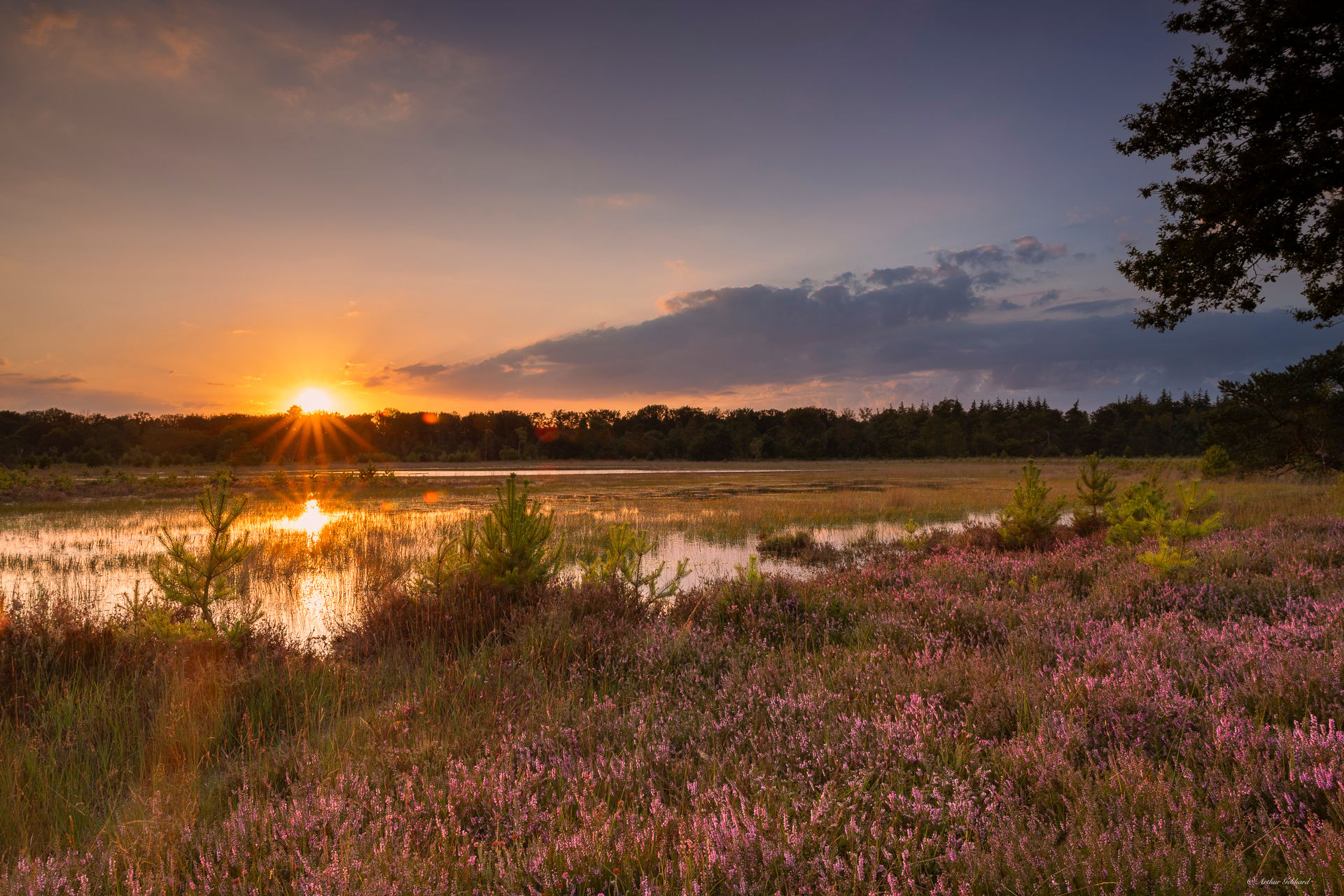 heather and rustic pond at sunset, Netherlands