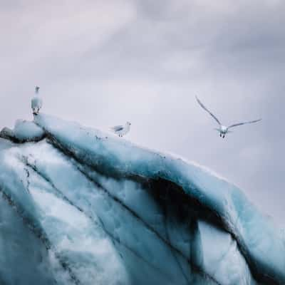 Icebergs, Walterhausen Glacier Fjord, Greenland