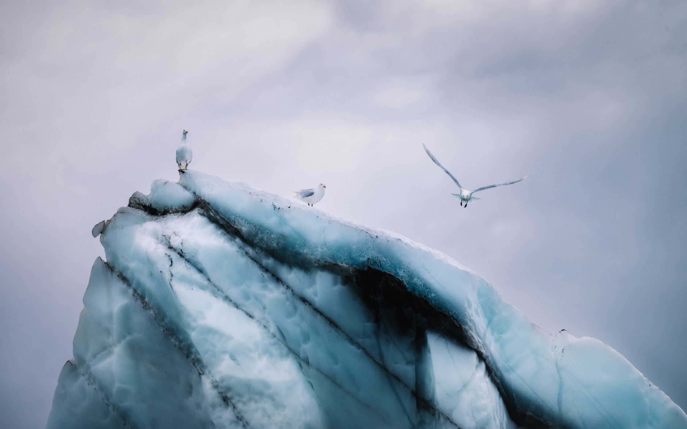 Icebergs, Walterhausen Glacier Fjord, Greenland
