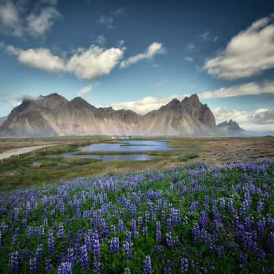 Lupin field on Stokksnes, Iceland