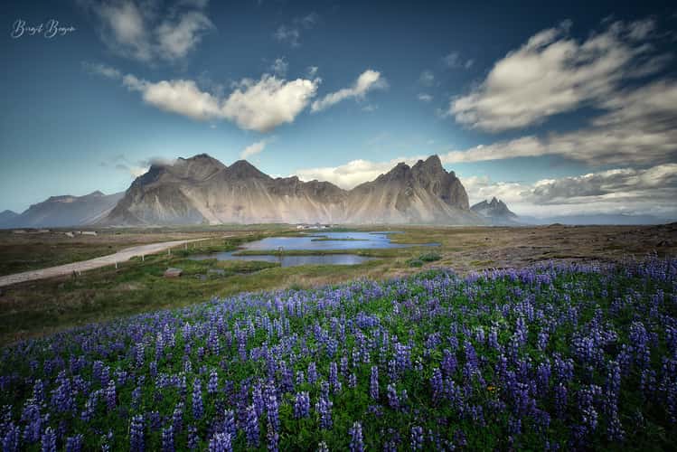 Lupin field on Stokksnes
