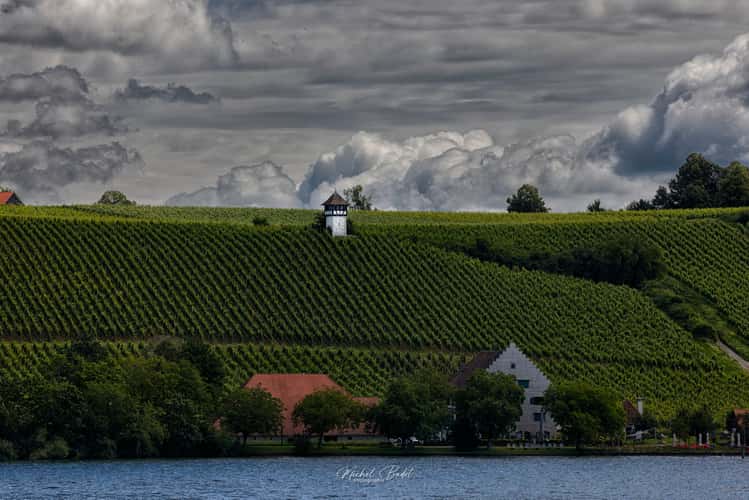 Meersburg (vineyard)