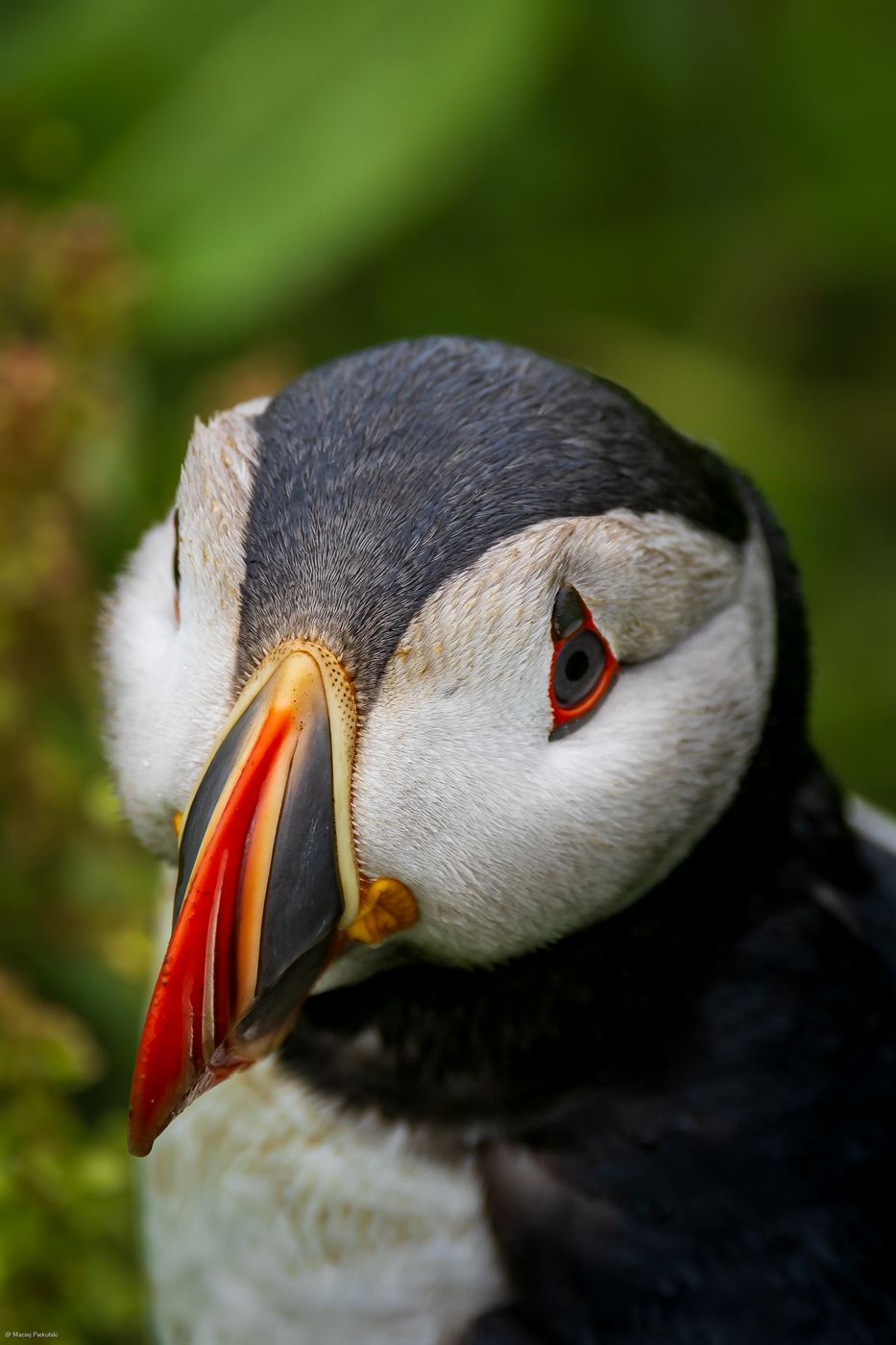 Puffin at Mykines, Faroe Islands