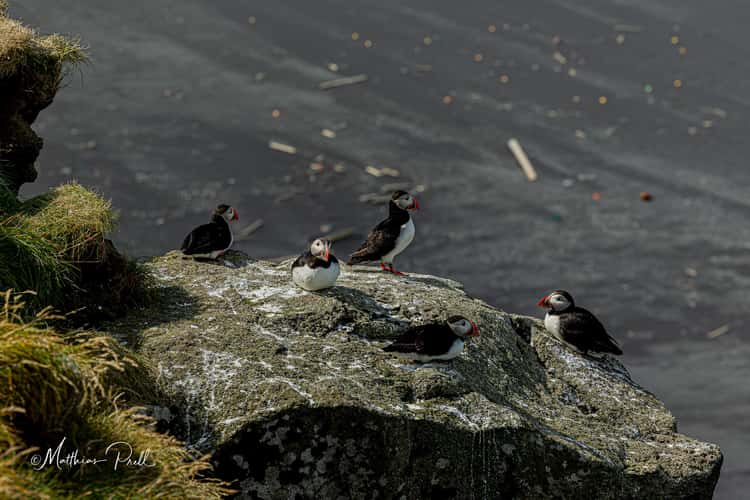 Puffin auf Ingólfshöfði