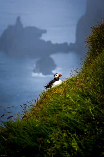 Puffin