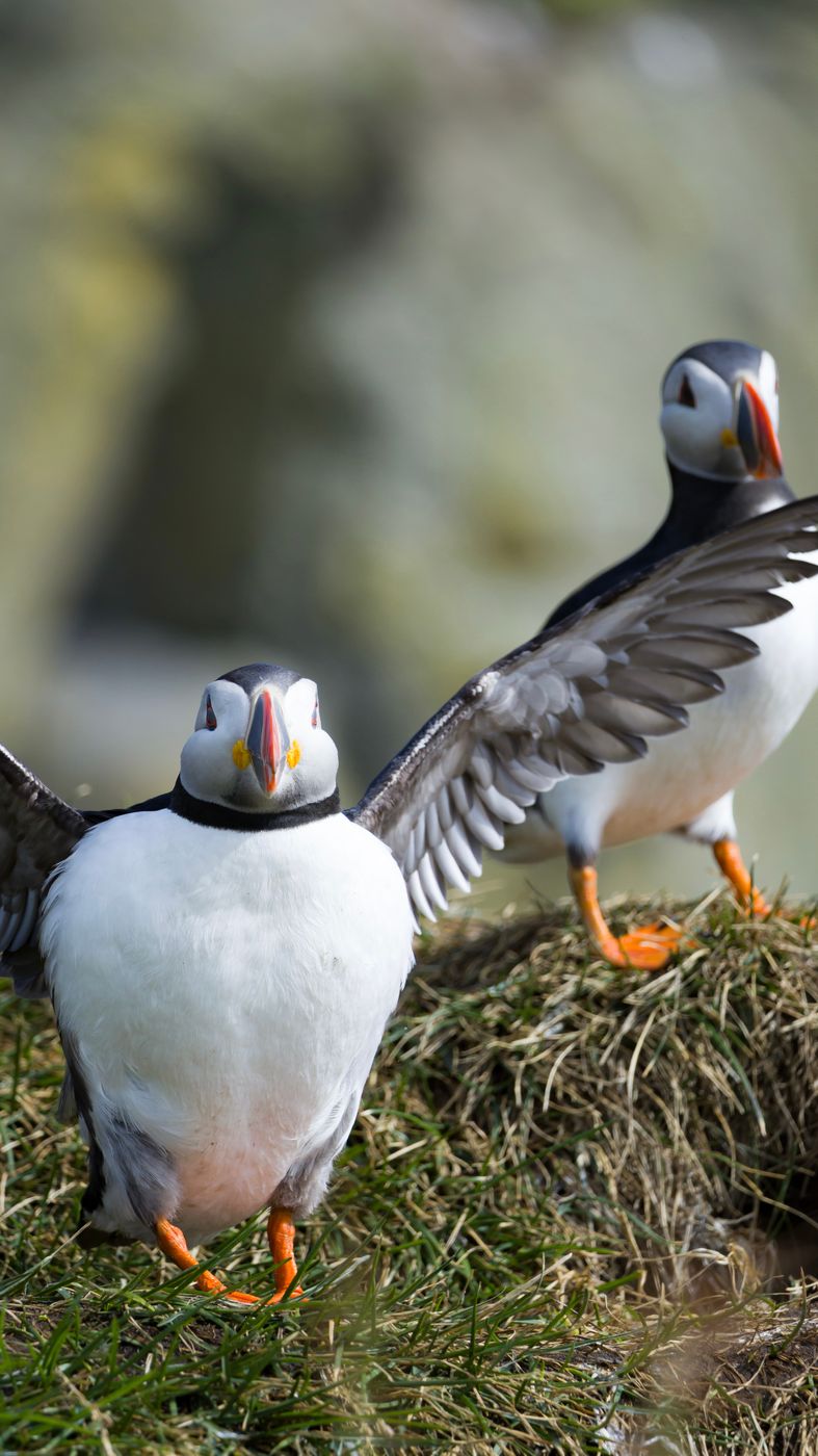 Puffins on the cliff, Iceland