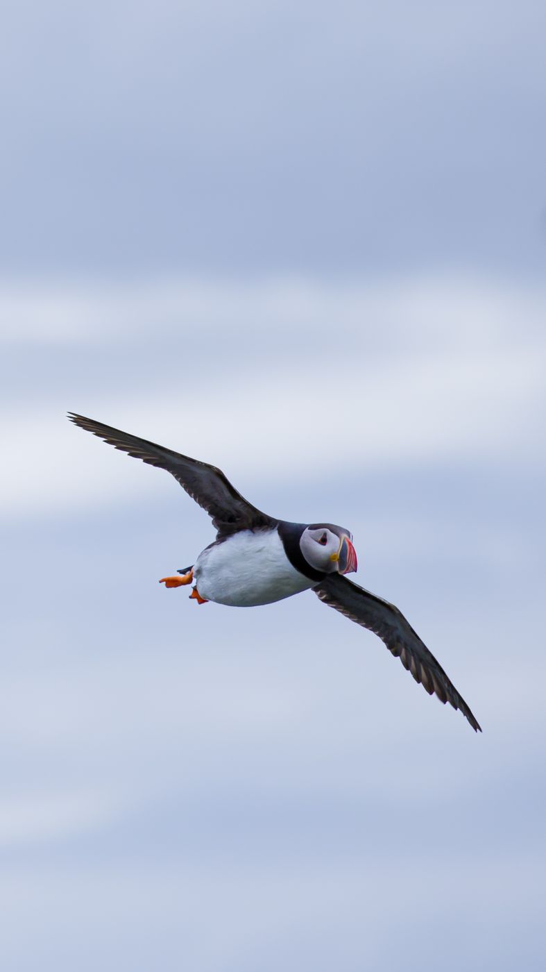 Puffins on the cliff, Iceland