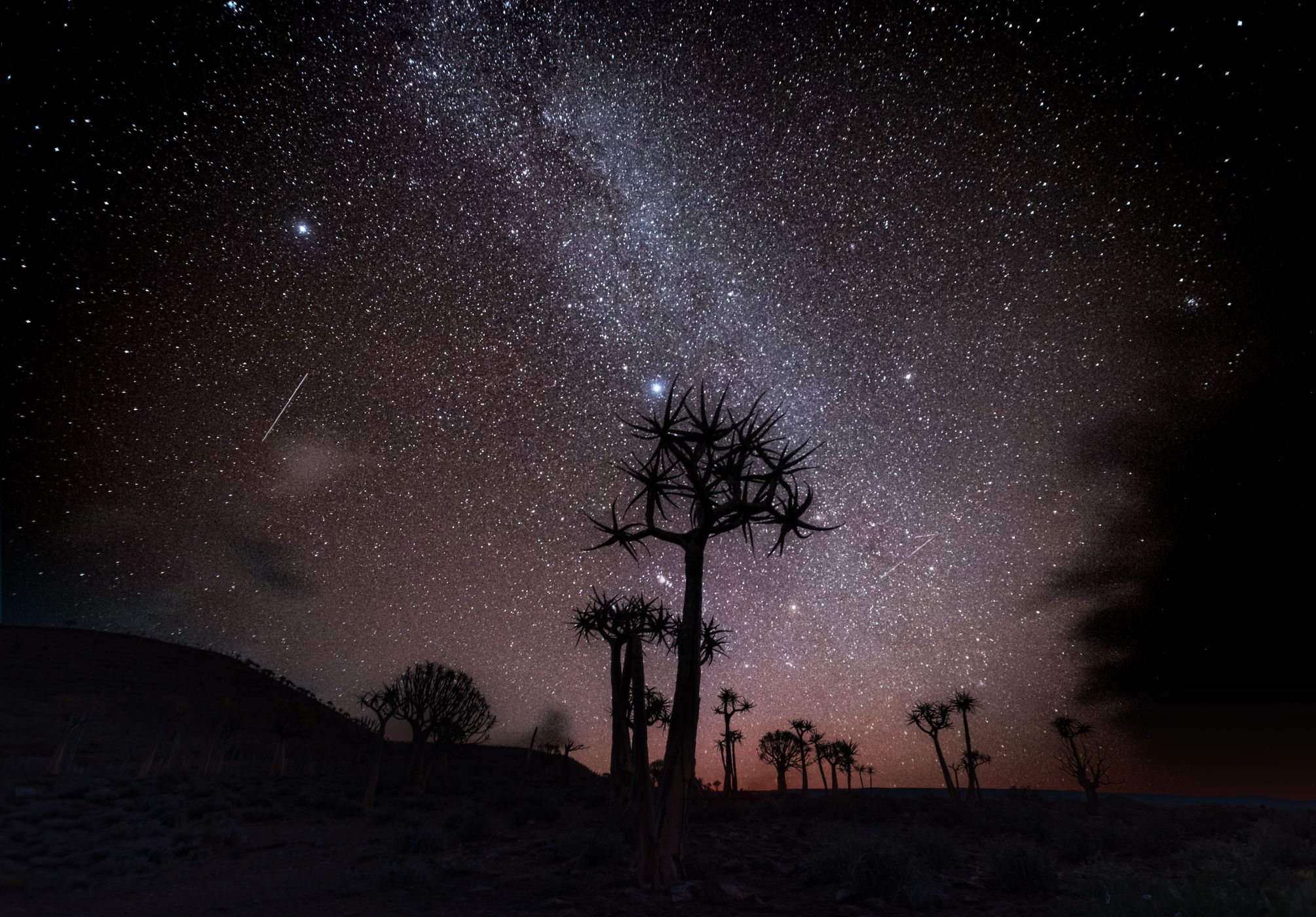 Quiver trees in Gannabos, Niewouldtville, South Africa, South Africa