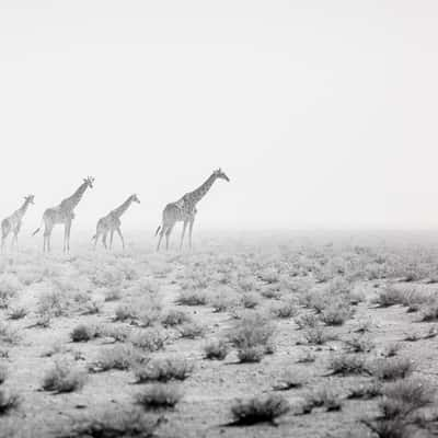 Sand Storm, Namibia