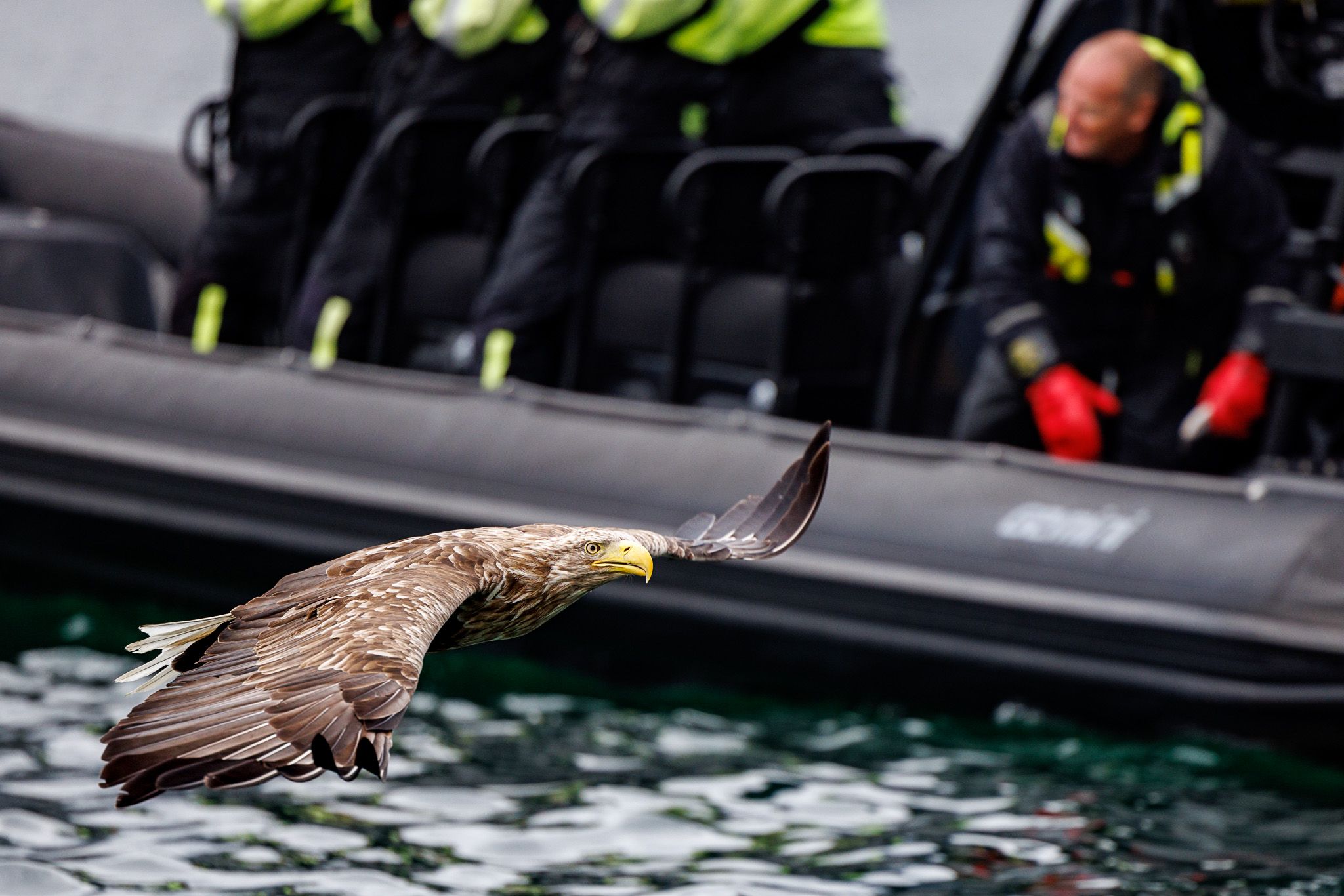 Sea eagle safari, Svolvaer, Norway
