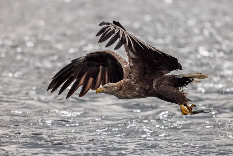 Sea eagle safari, Svolvaer