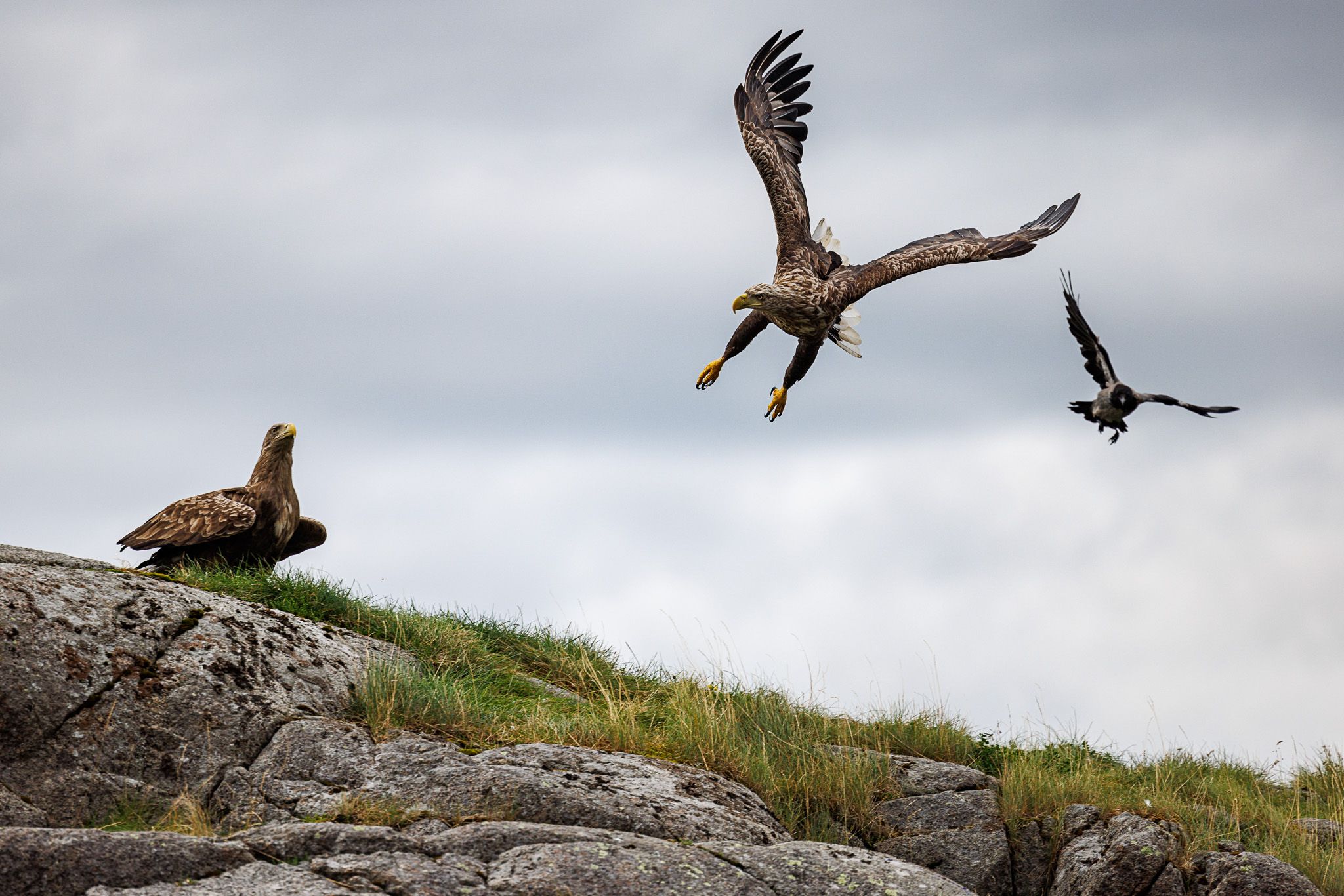 Sea eagle safari, Svolvaer, Norway