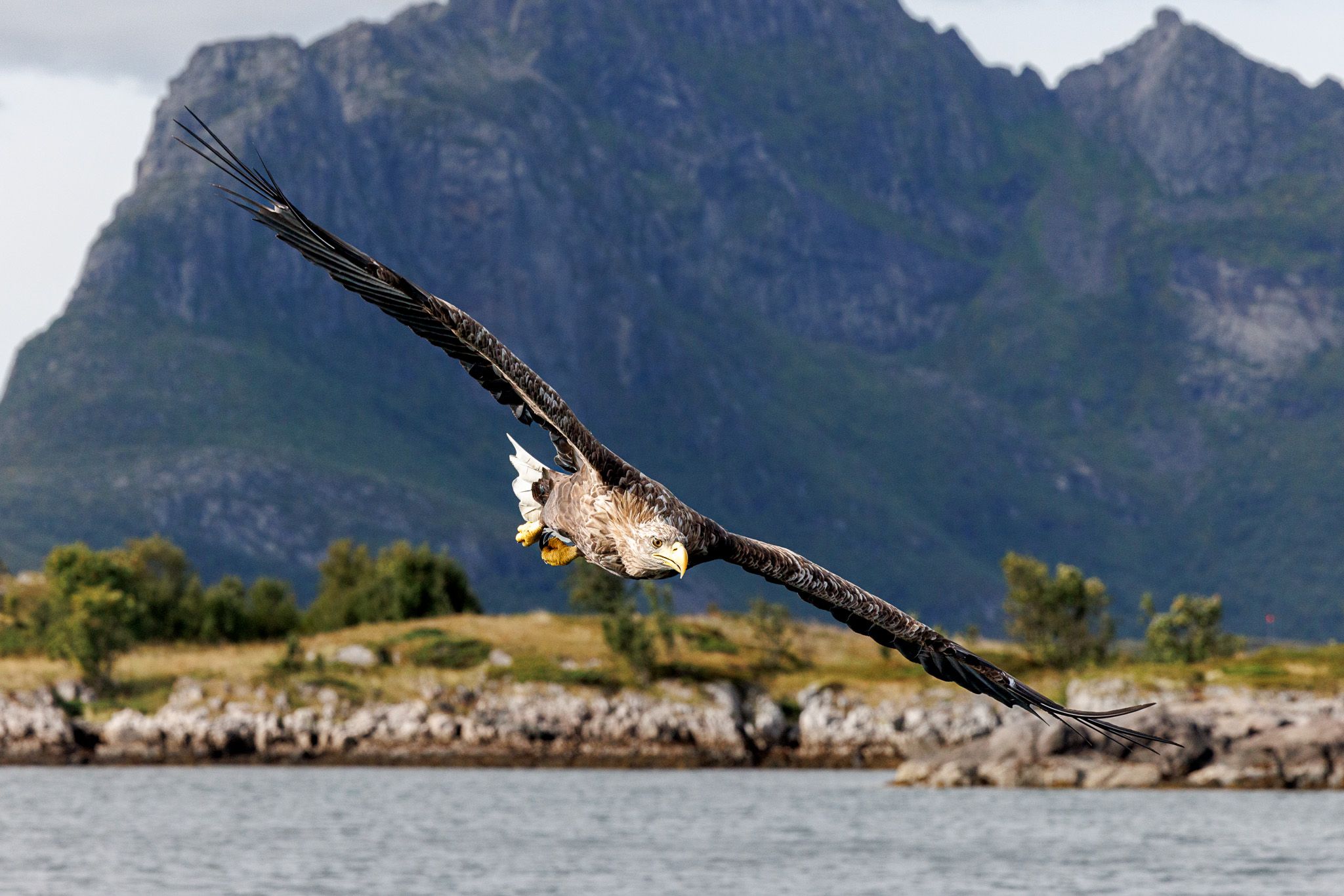 Sea eagle safari, Svolvaer, Norway