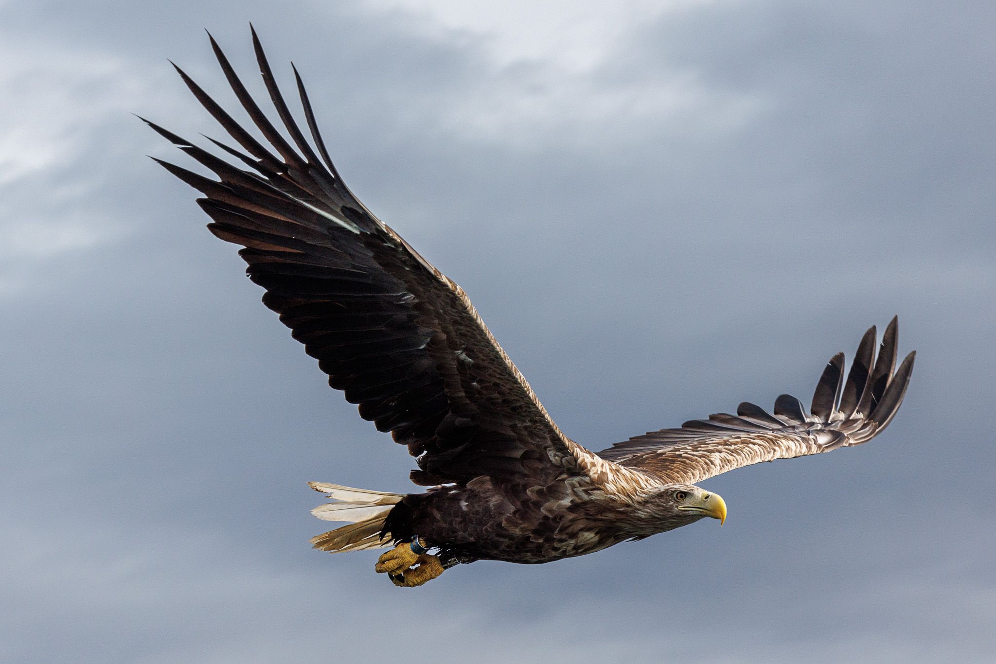 Sea eagle safari, Svolvaer, Norway