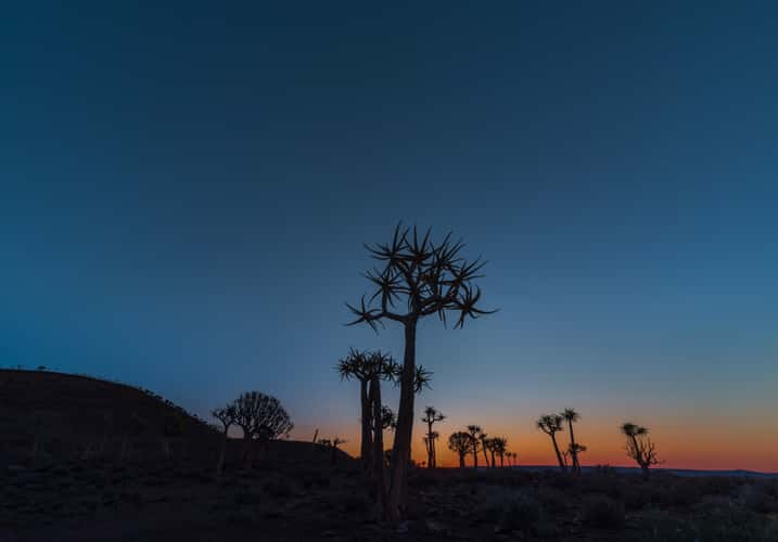 Quiver trees in Gannabos, Niewouldtville, South Africa