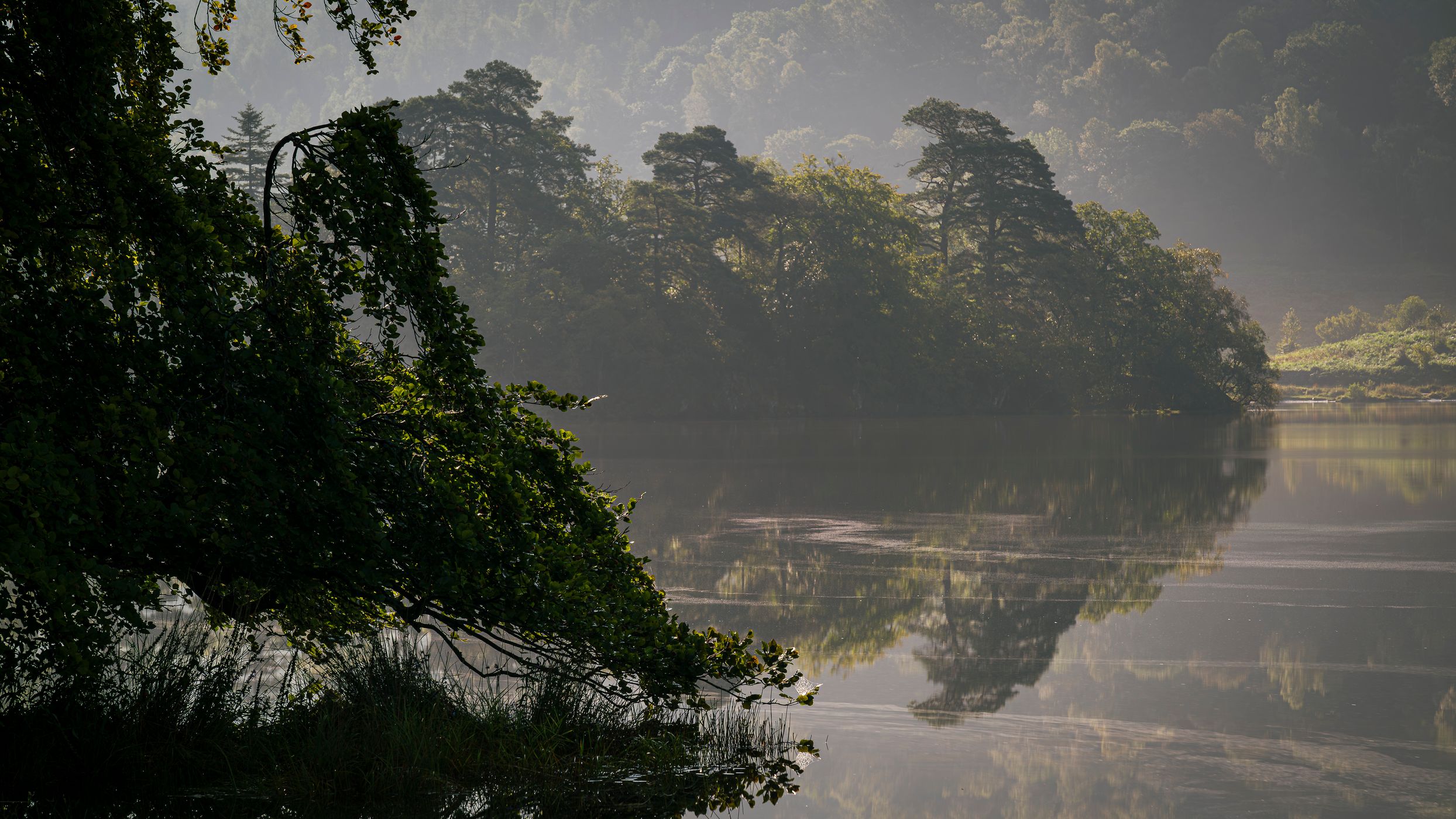 Tree on small island, Lake District National Park, United Kingdom