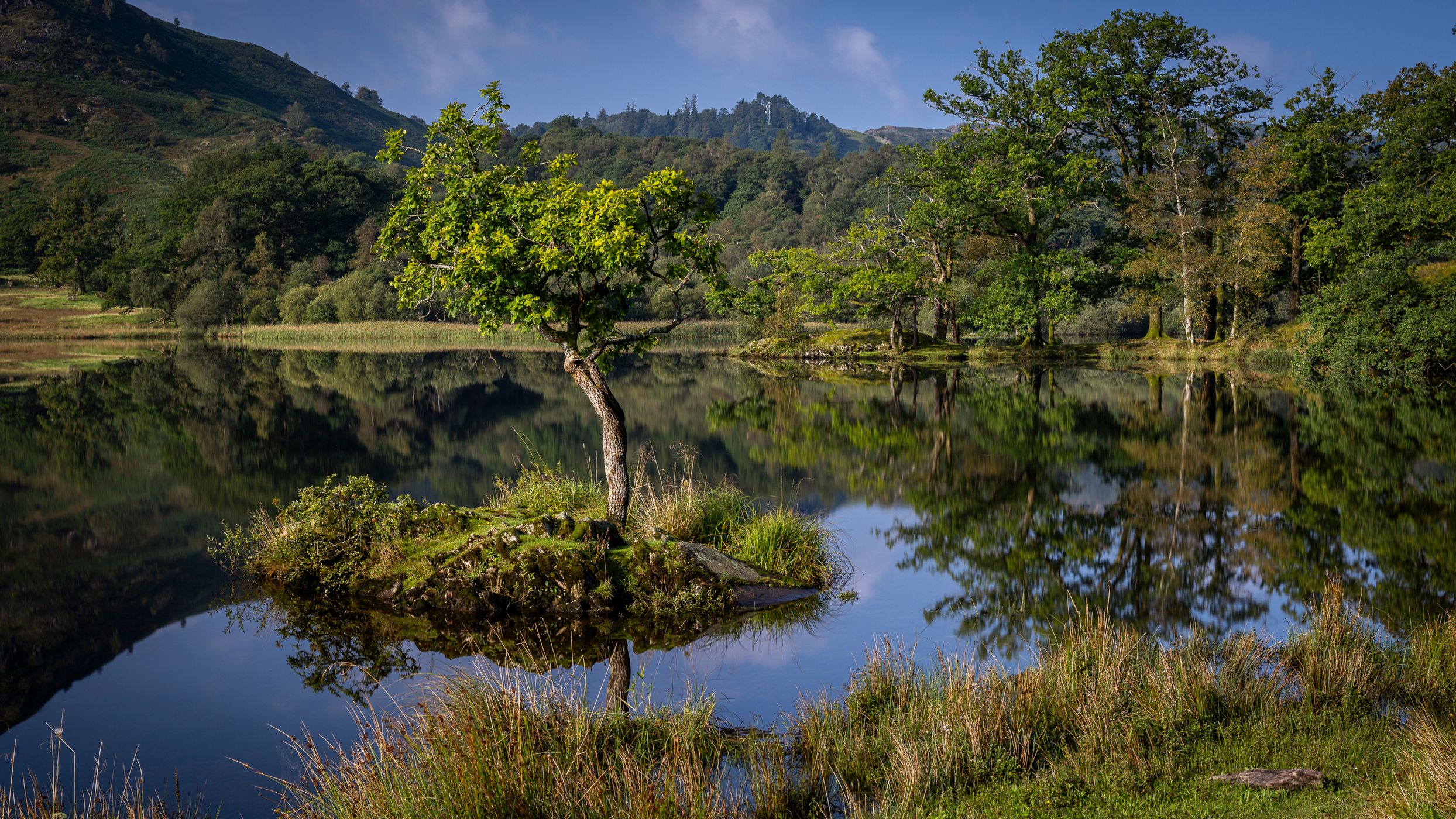 Tree on small island, Lake District National Park, United Kingdom