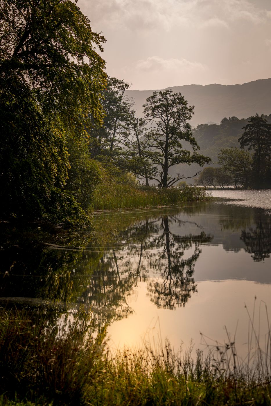 Tree on small island, Lake District National Park, United Kingdom