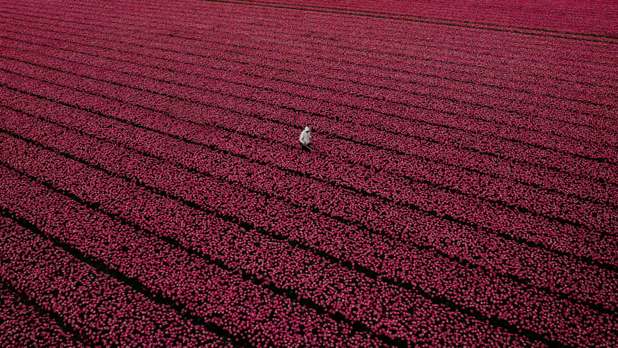 Tulip fields