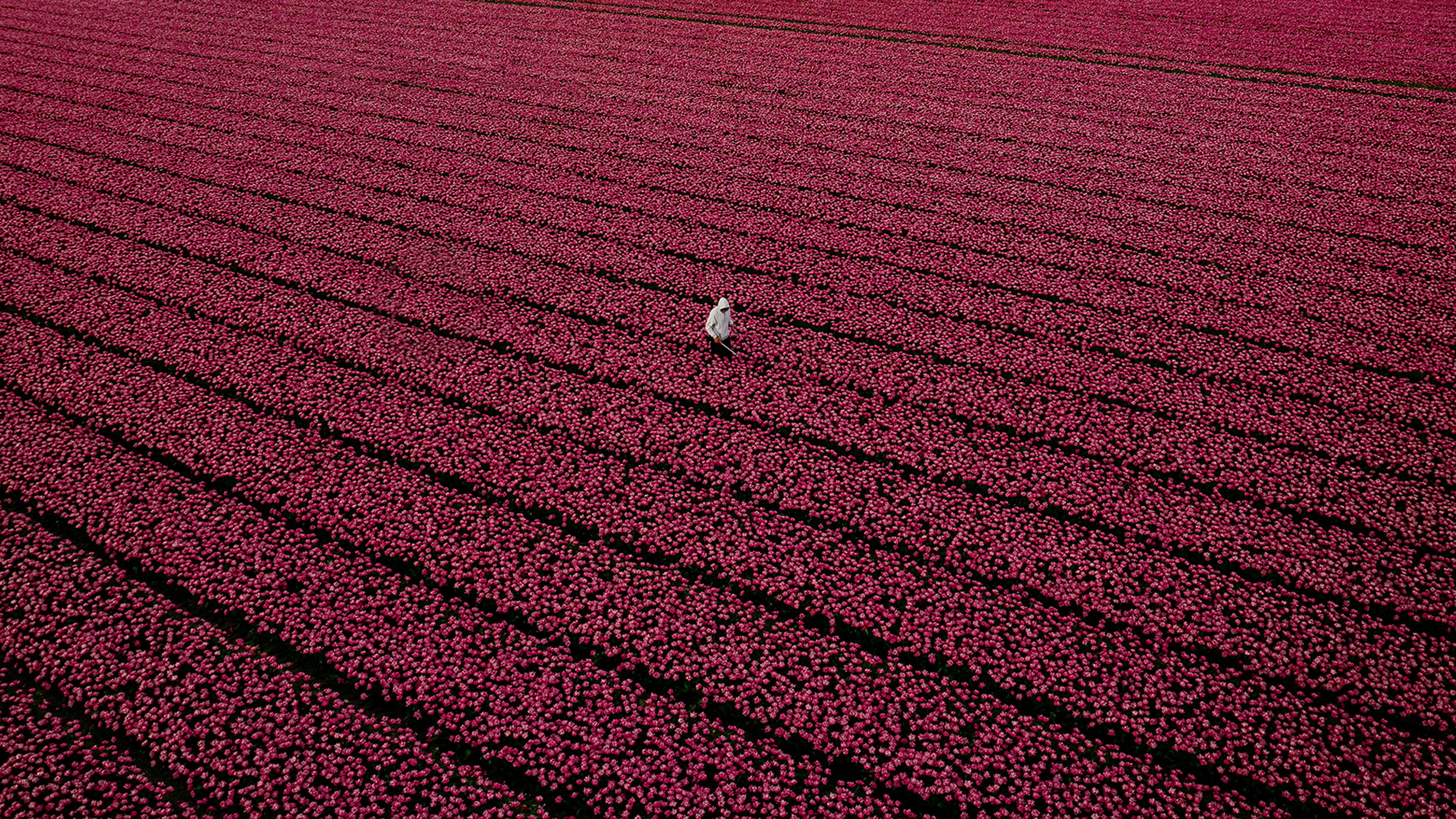 Tulip fields, Netherlands