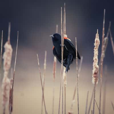 Washington county grasslands, USA