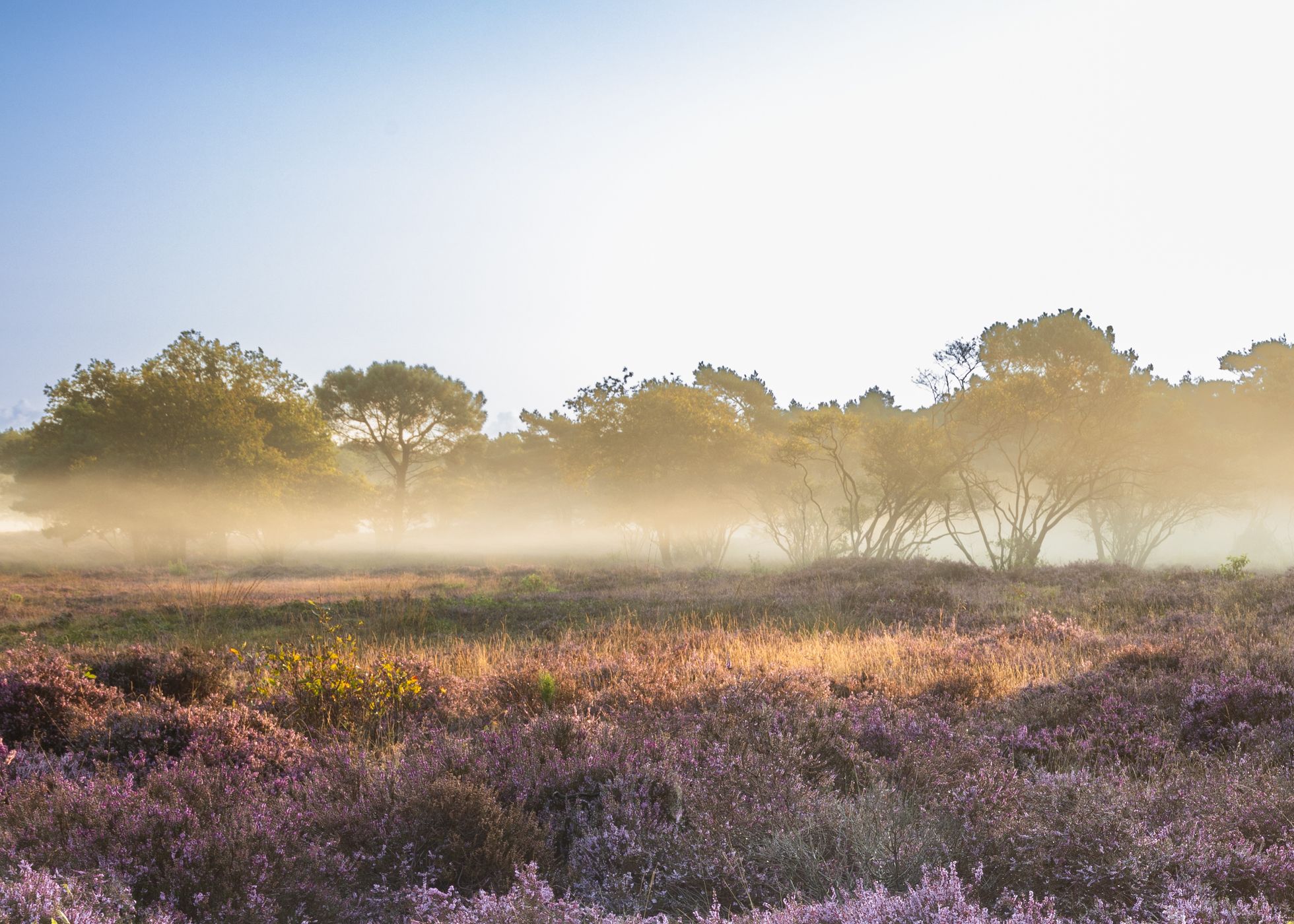 Westerheide, Netherlands