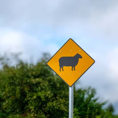 A rare Sheep Crossing Sign, Ireland