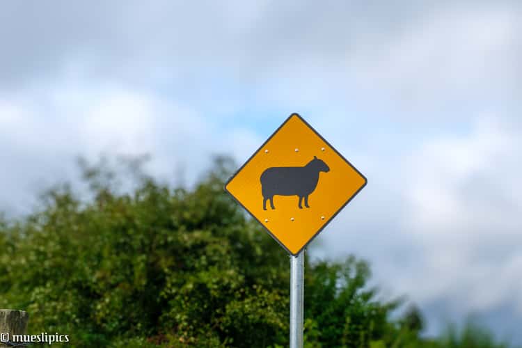A rare Sheep Crossing Sign