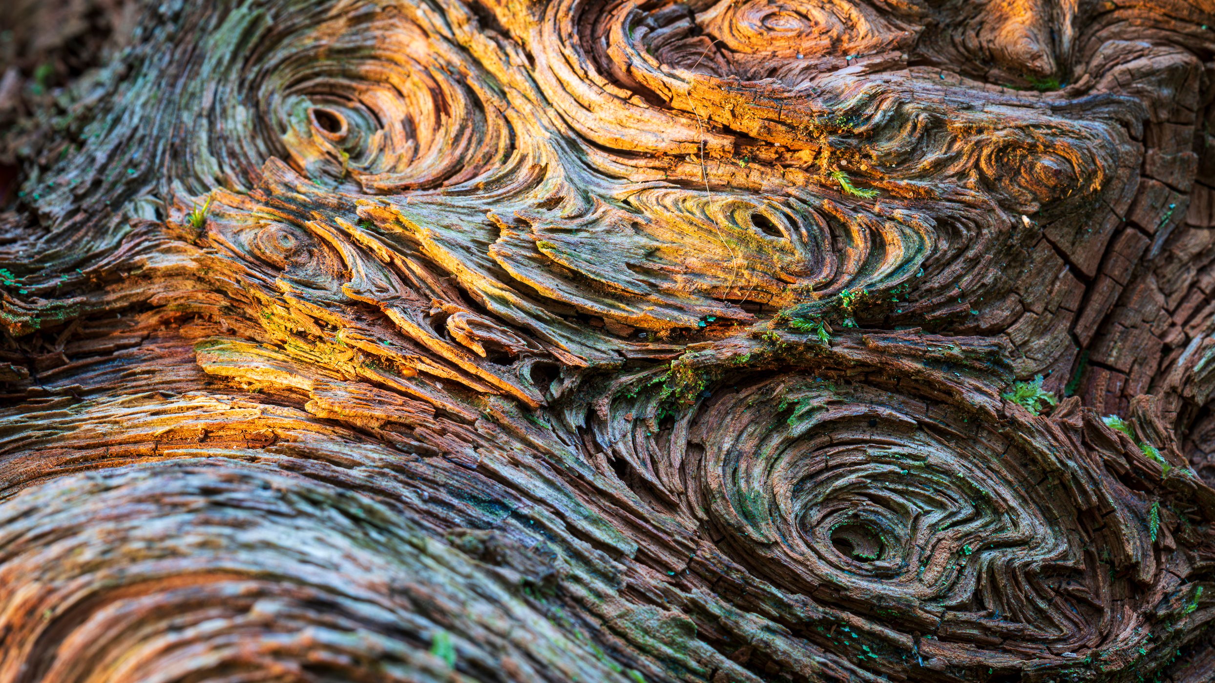 Allt a' Ghualliann Wood, United Kingdom