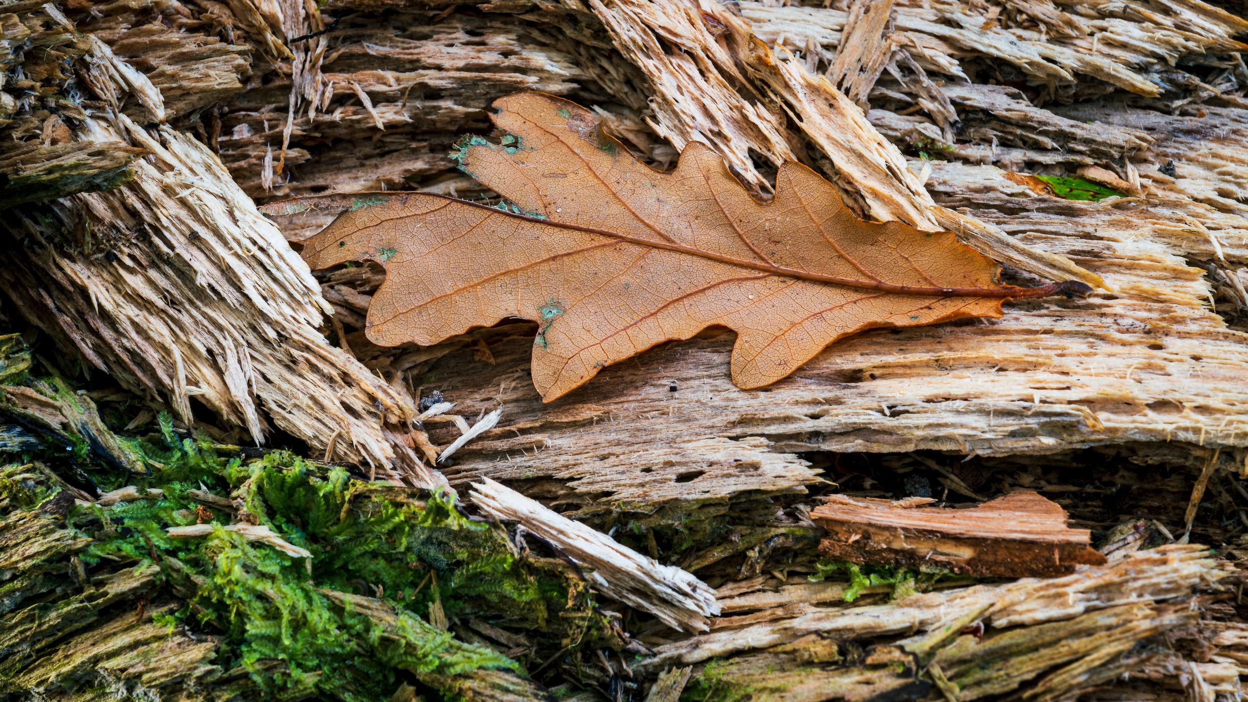 Allt a' Ghualliann Wood, United Kingdom