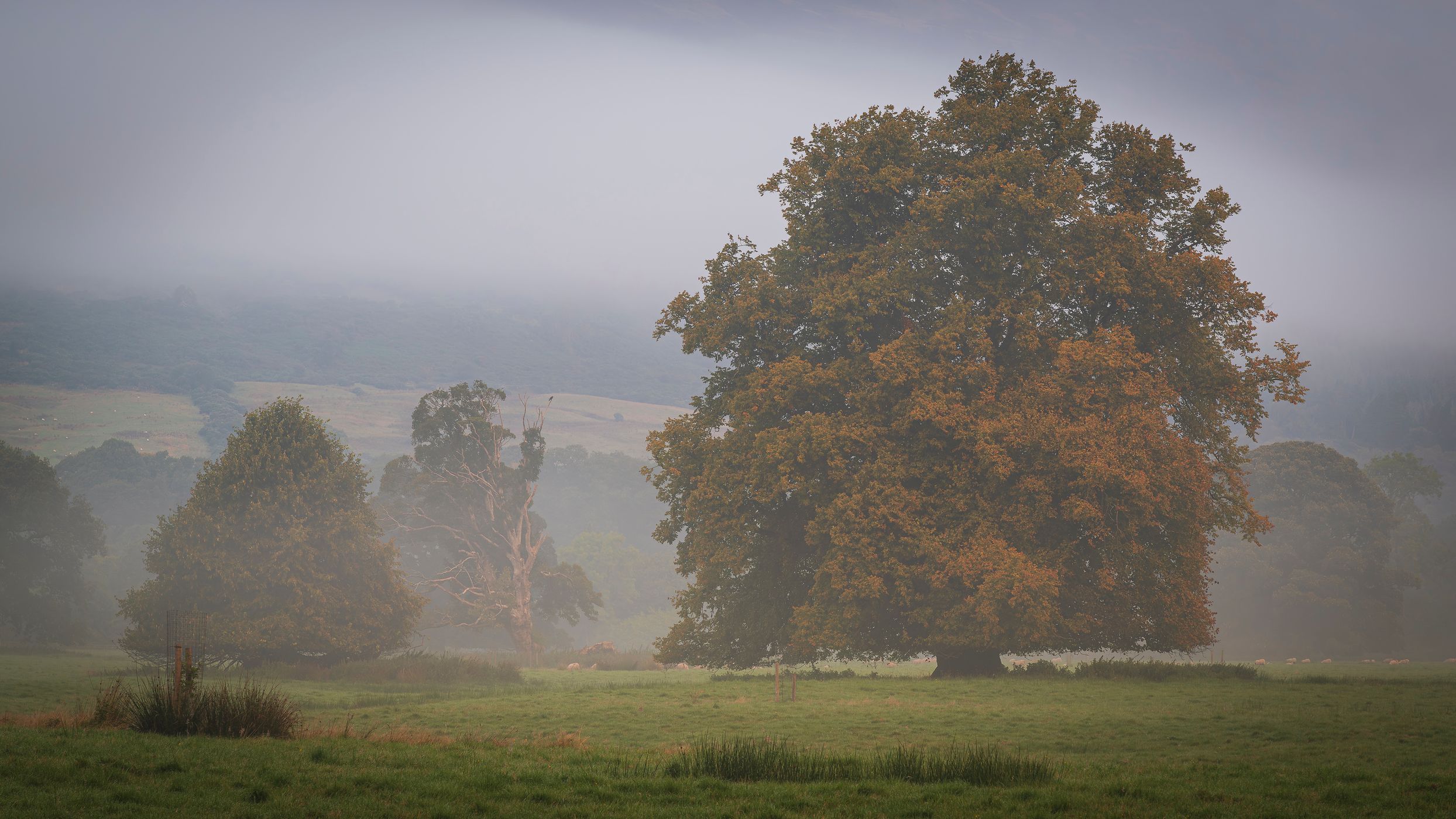 Allt a' Ghualliann Wood, United Kingdom