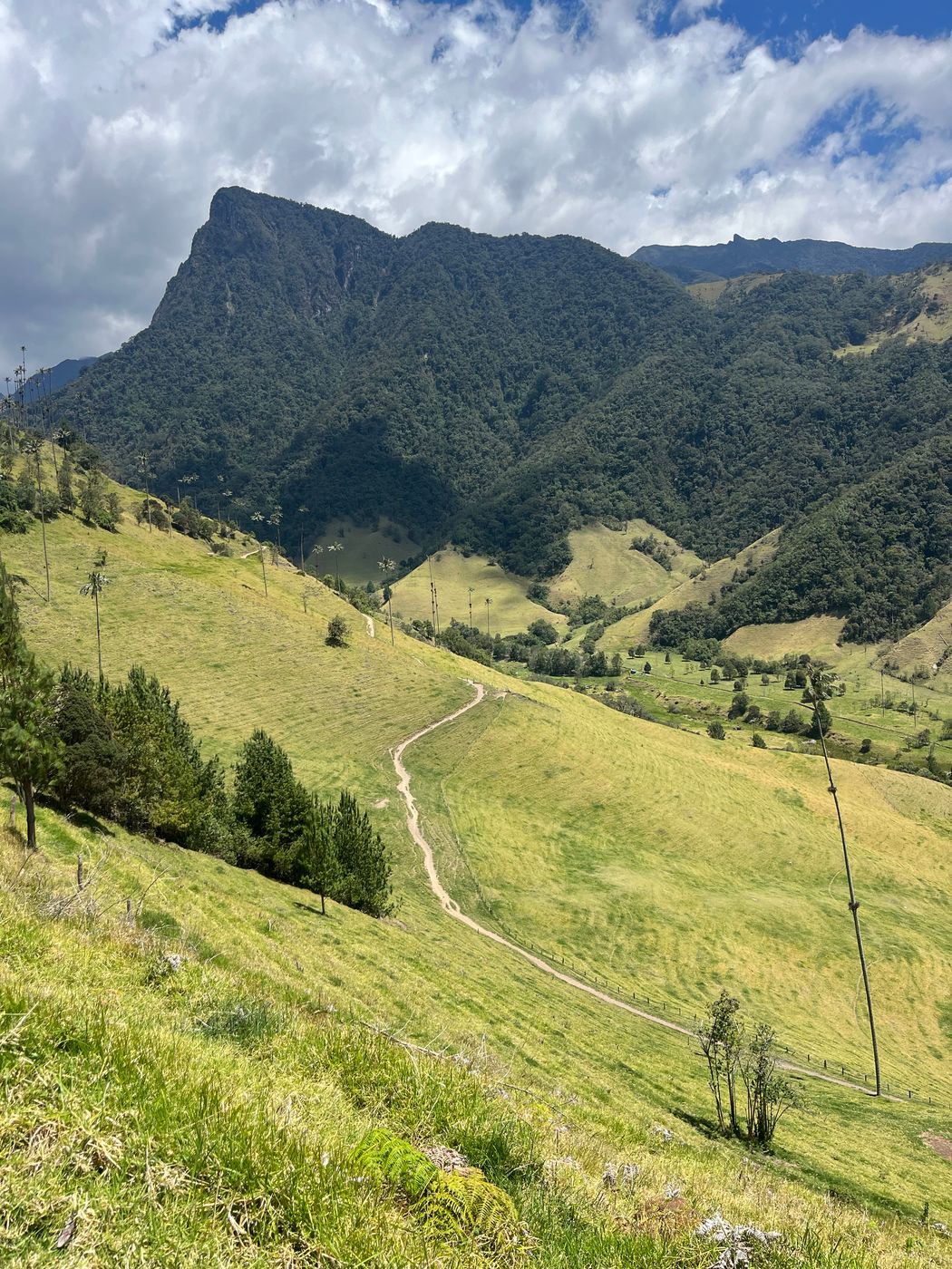 Cocora Valley, Colombia