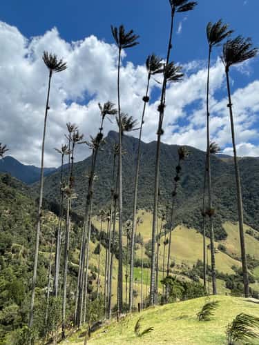 Cocora Valley