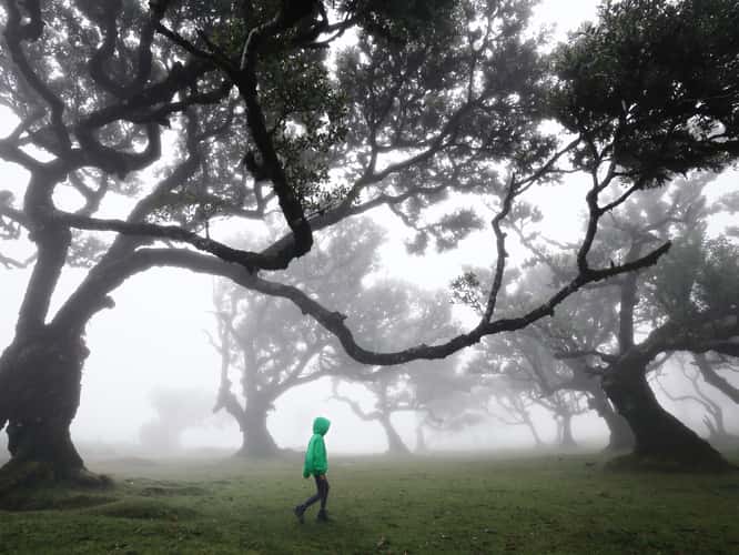 Fog Forest Fanal, Madeira
