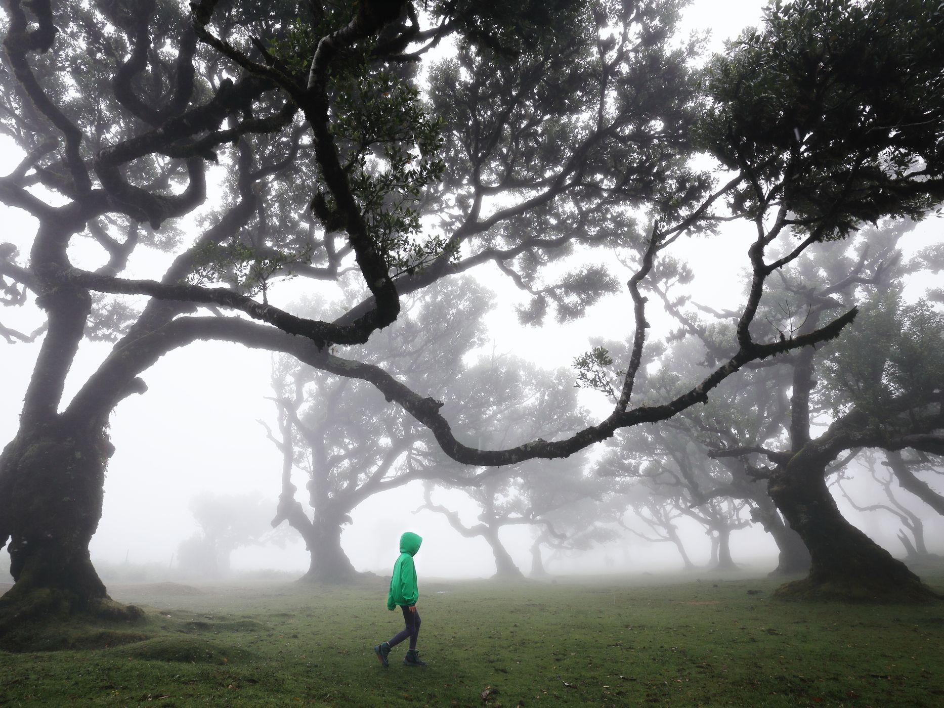 Fog Forest Fanal, Madeira, Portugal
