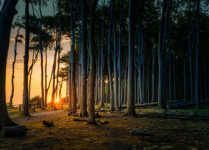 Gespensterwald (Ghost Forrest), Nienhagen