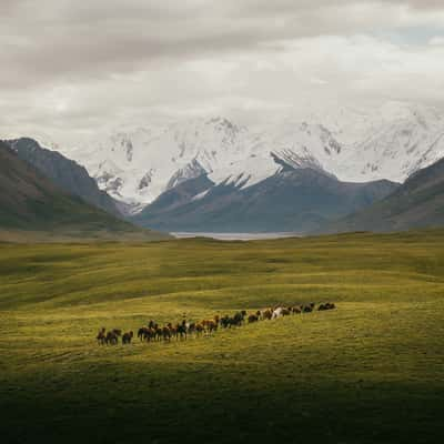 Horses in Sary-Jaz valley, Kyrgyz Republic