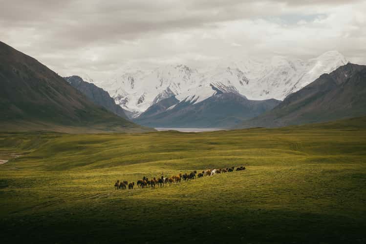 Horses in Sary-Jaz valley