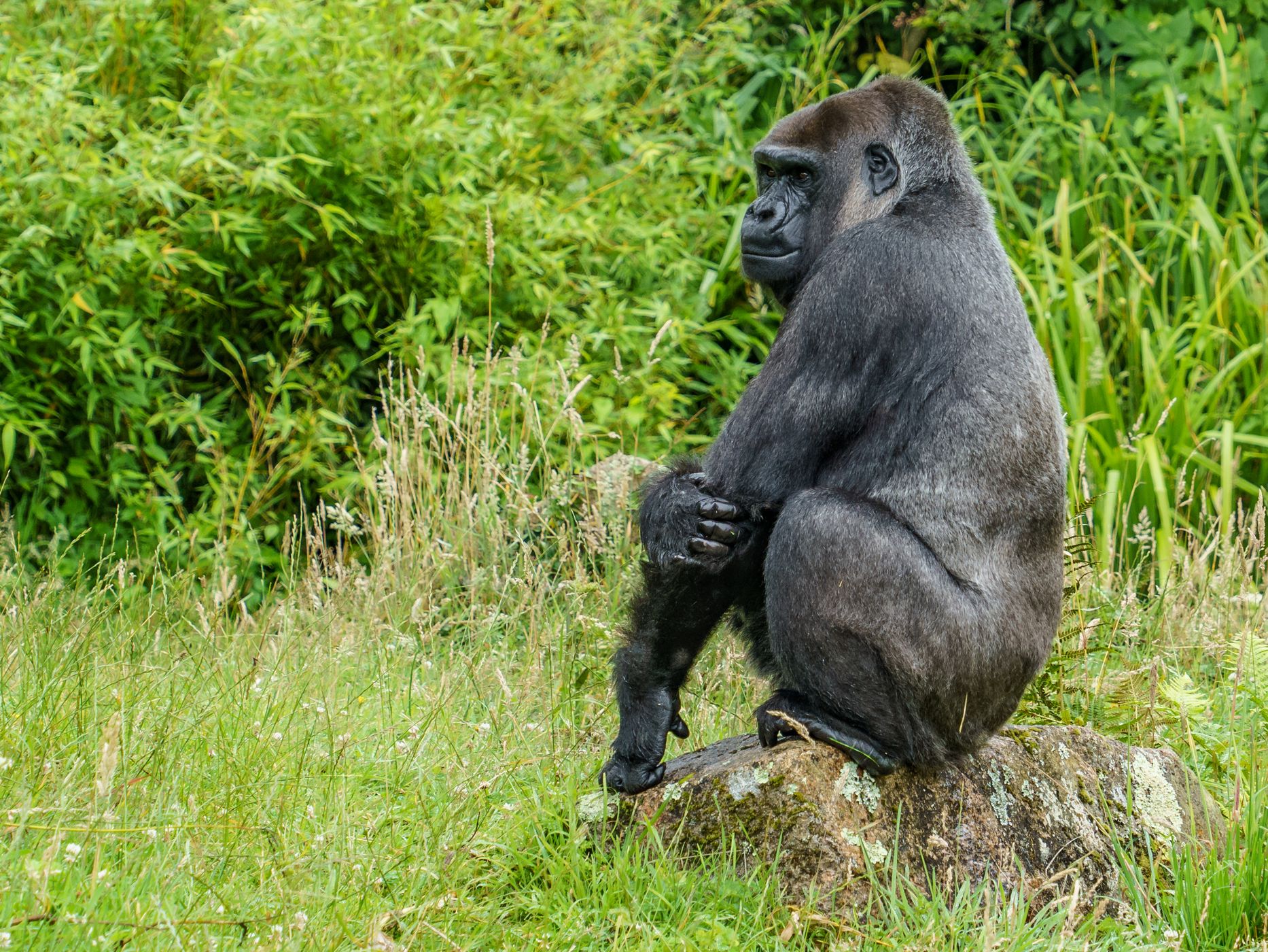 Jersey Zoo, Jersey
