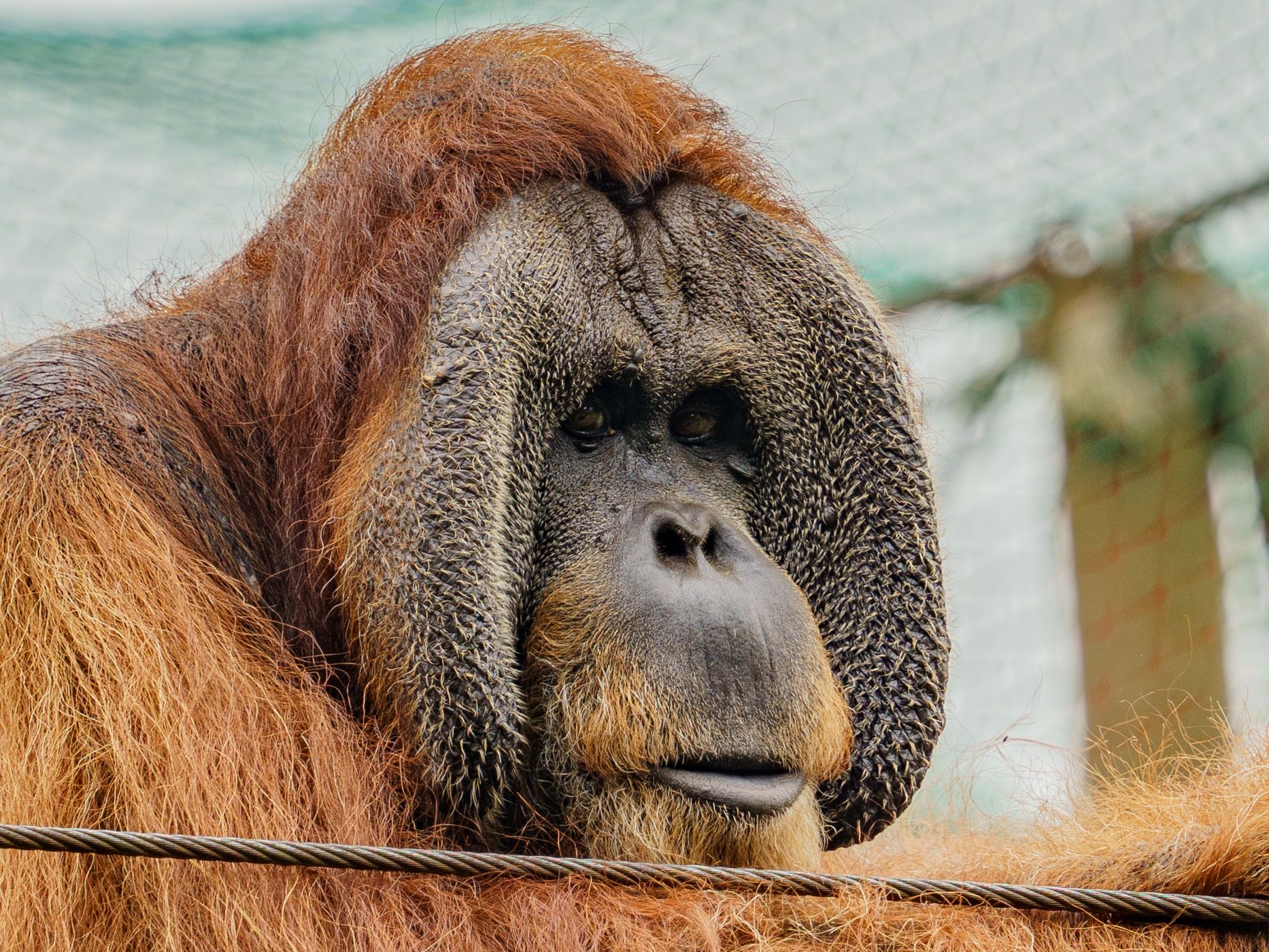 Jersey Zoo, Jersey