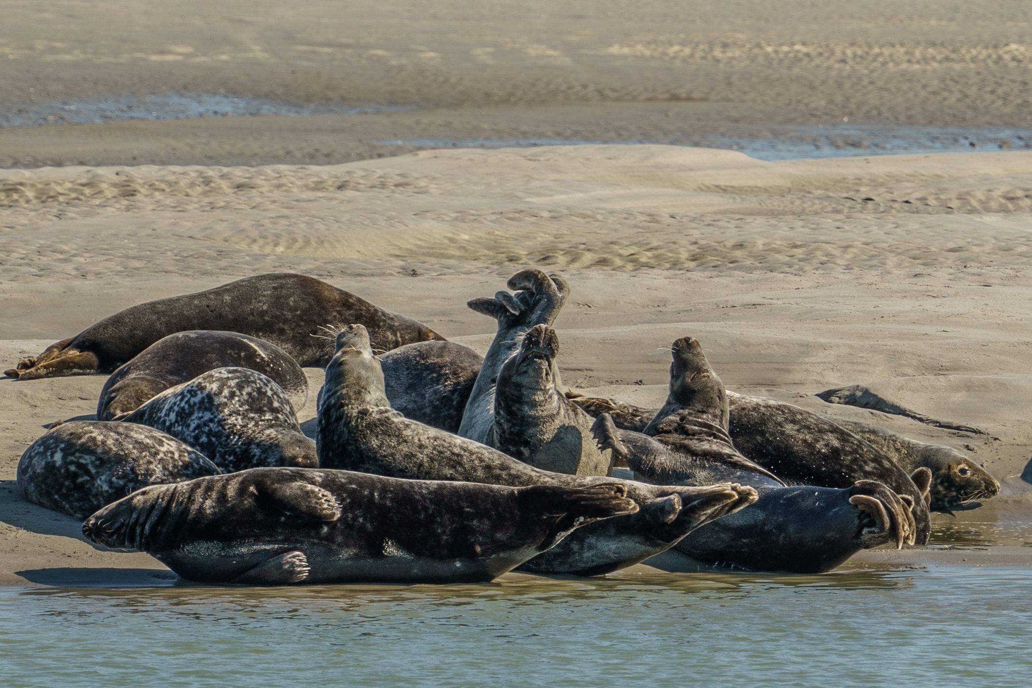 Seals, Berck, France