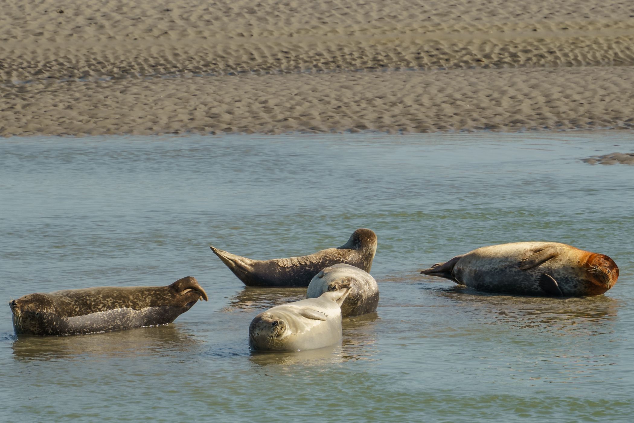 Seals, Berck, France