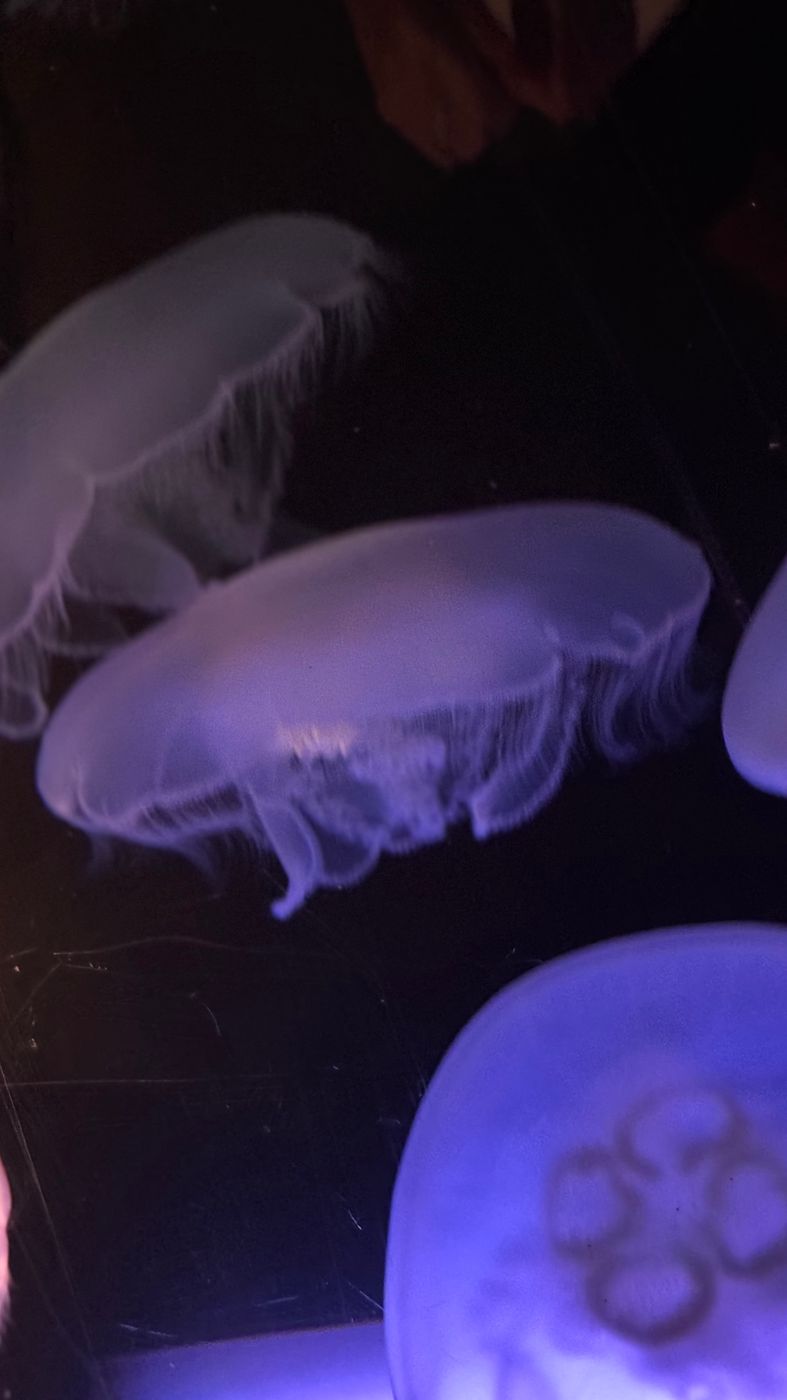 Seattle Aquarium, USA